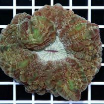 مرجان مدرن کورال