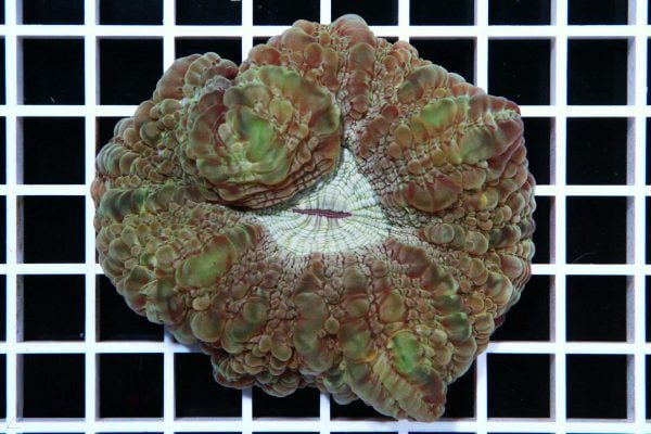 مرجان مدرن کورال