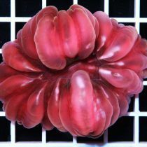 مرجان مدرن کورال قرمز