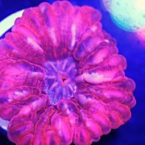 مرجان مدرن کورال صورتی