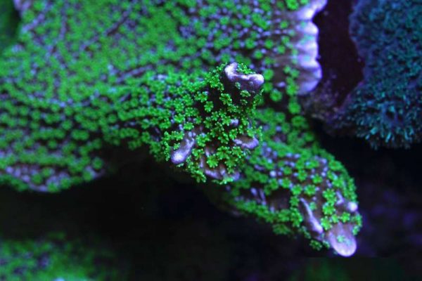 Tubbs Stellata Montipora