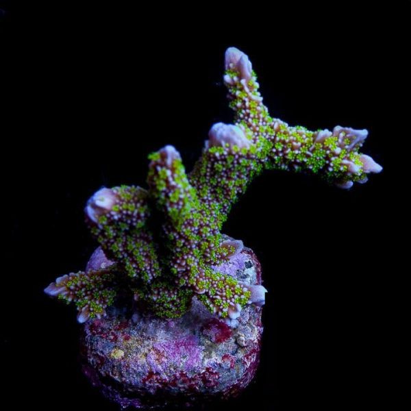 Tubbs Stellata Montipora