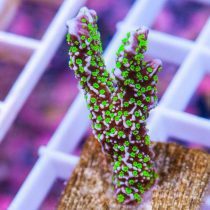 مرجان مونتیپورا استلاتا