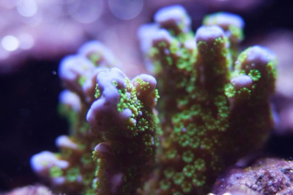 Tubbs Stellata Montipora