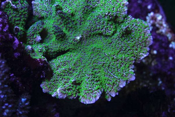 Tubbs Stellata Montipora