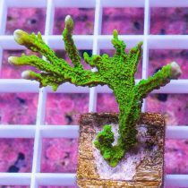 Green Elkhorn Montipora Coral