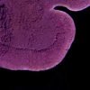 Montipora capricornis purple