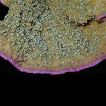 مرجان مونتیپورا حاشیه بنفش