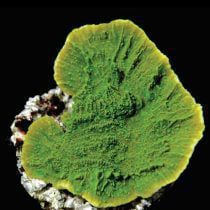 مرجان مونتیپورا سبز