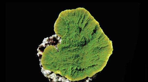 مرجان مونتیپورا سبز