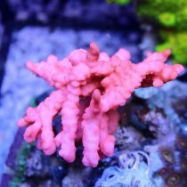 Pink Setosa