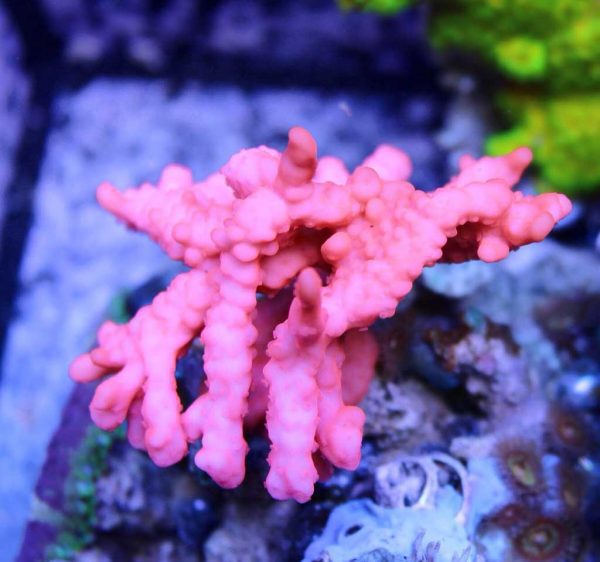 Pink Setosa