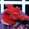 Red Setosa Montipora Coral