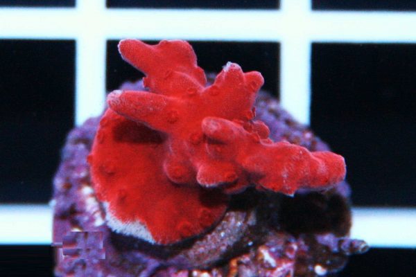 Red Setosa Montipora Coral
