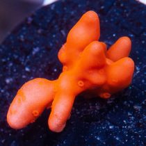 مرجان مونتیپورا ستوزا نارنجی