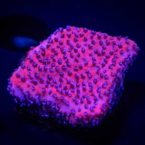 مرجان مونتیپورا غروب صورتی