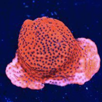 Orange Mystic Sunset Montipora