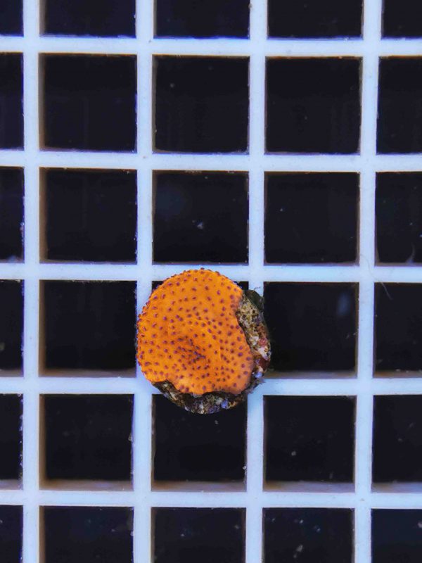 Orange Mystic Sunset Montipora