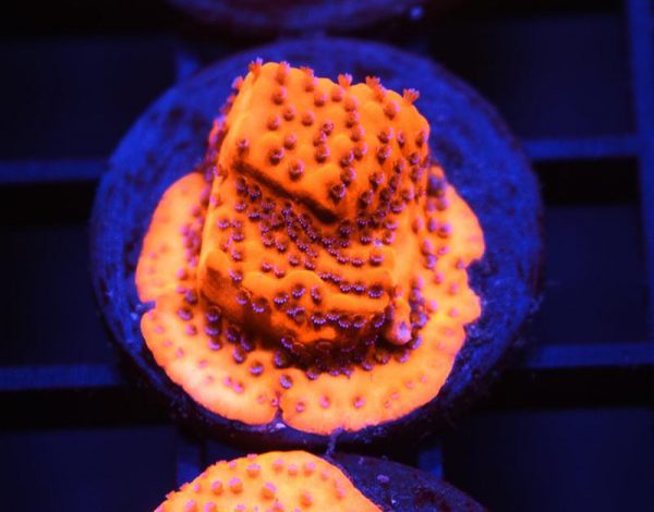 Orange Mystic Sunset Montipora