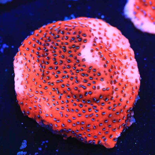 Orange Mystic Sunset Montipora