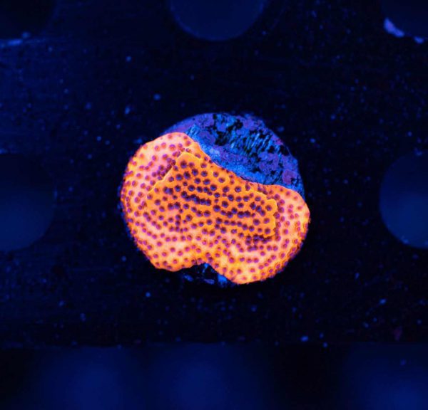 Orange Mystic Sunset Montipora