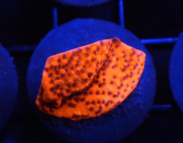 Orange Mystic Sunset Montipora