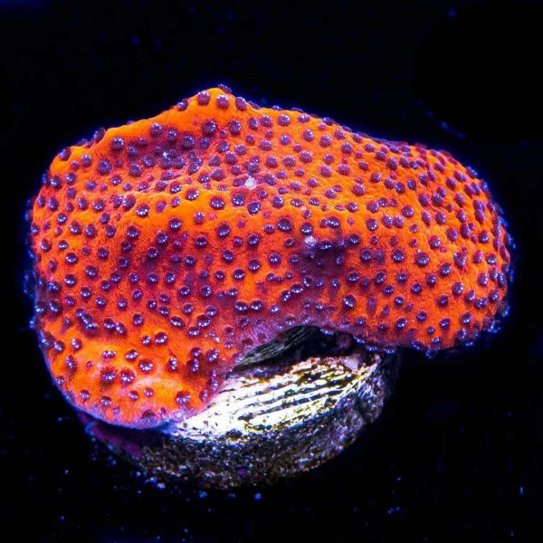 Orange Mystic Sunset Montipora