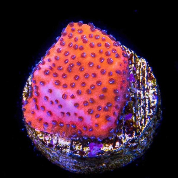 Orange Mystic Sunset Montipora