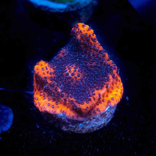 Orange Mystic Sunset Montipora
