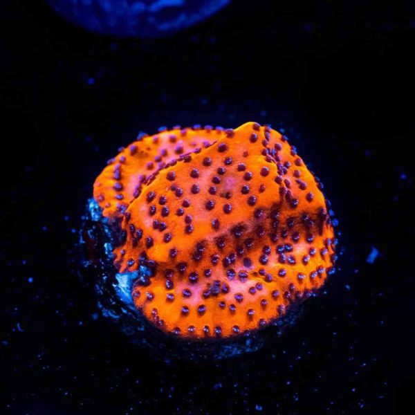 Orange Mystic Sunset Montipora