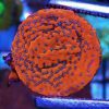 Orange Mystic Sunset Montipora