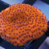 Orange Mystic Sunset Montipora
