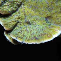 مرجان مونتیپورا پلیپ آبی