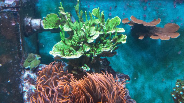 مرجان مونتیپورا کنفوسا