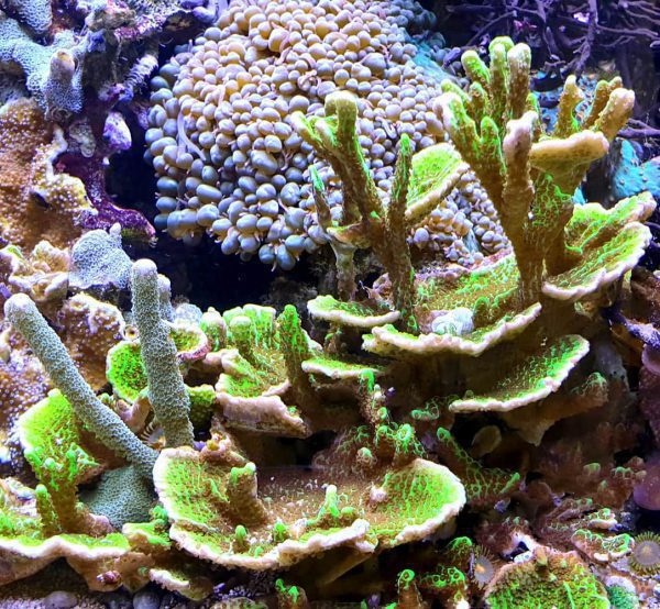 مرجان مونتیپورا کنفوسا