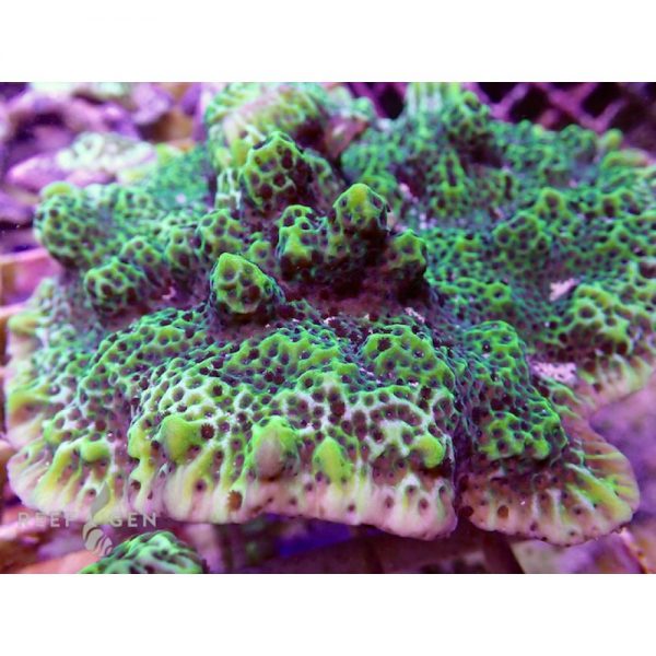 مرجان مونتیپورا کنفوسا