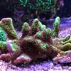 مرجان مونتیپورا کنفوسا