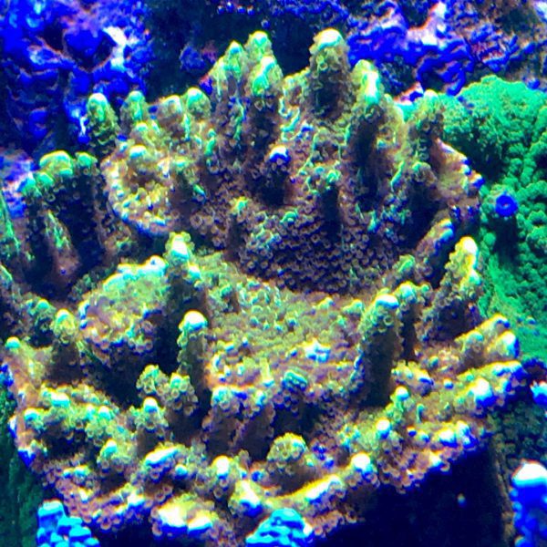 مرجان مونتیپورا کنفوسا