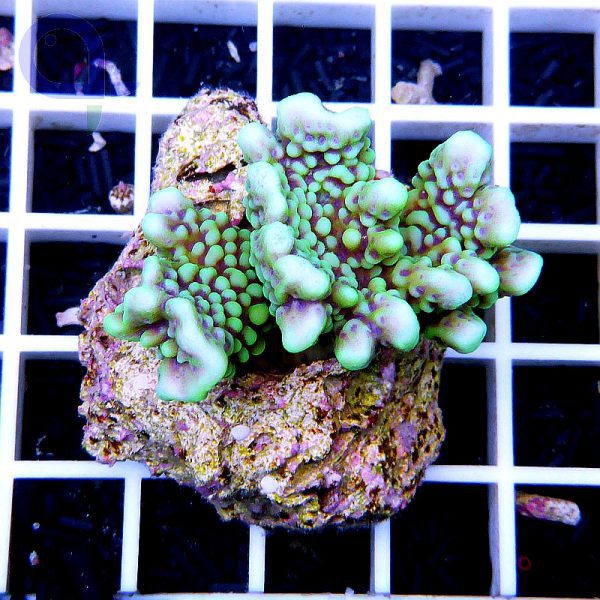 مرجان مونتیپورا کنفوسا