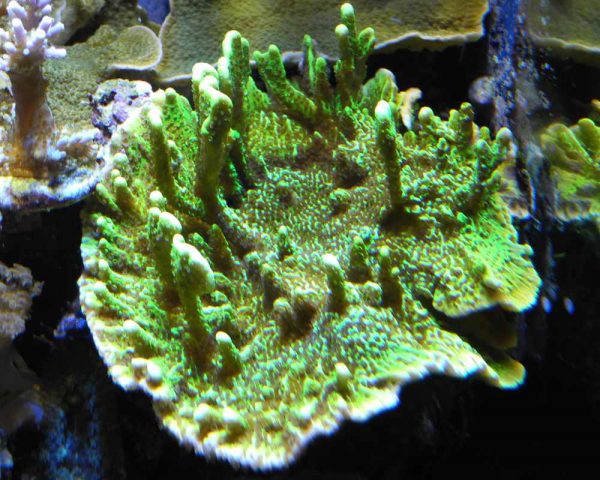 مرجان مونتیپورا کنفوسا