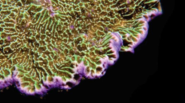 مرجان مونتیپورا کنفوسا