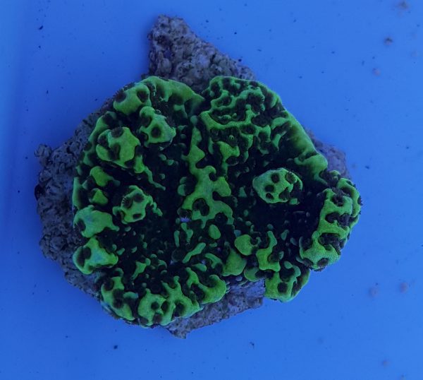 مرجان مونتیپورا کنفوسا