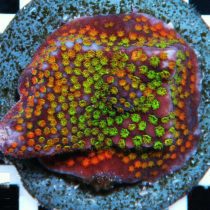 Montipora danae rainbow