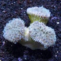 White frogspawn bleaching coral