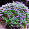 purple tip frogspawn coral