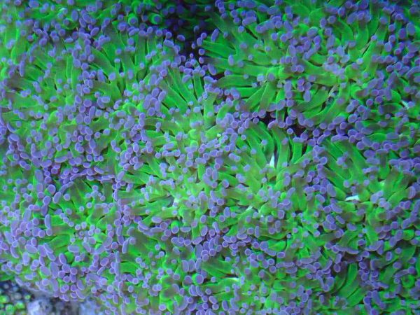 purple tip frogspawn coral