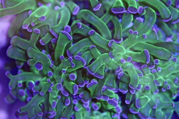 purple tip frogspawn coral