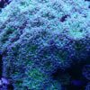 purple tip frogspawn coral