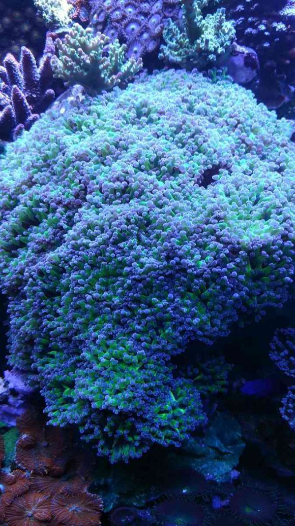 purple tip frogspawn coral