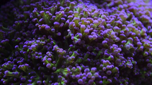 purple tip frogspawn coral